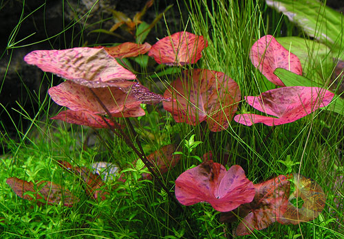 nymphaea zenkeri red,